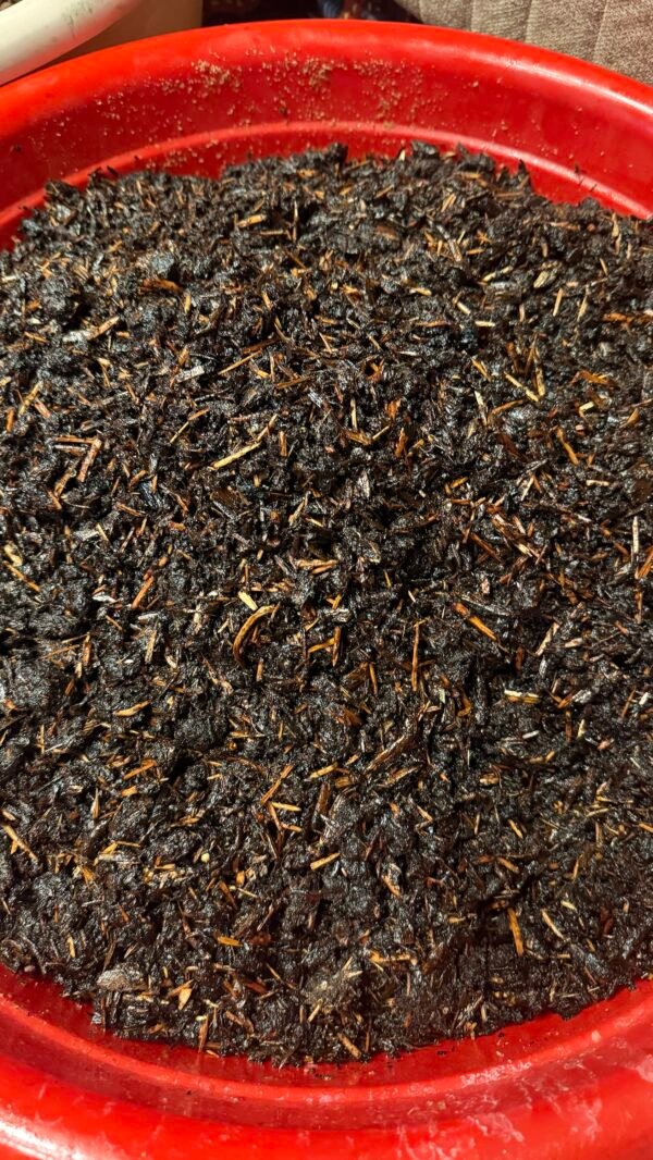 المعسل الجيزاني