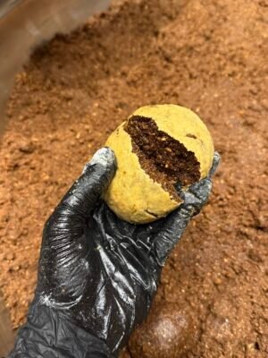 معمول العنفر