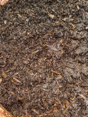 معسل جيزاني